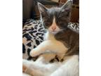 Adopt Blue a Domestic Short Hair