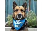 Adopt Ripley a German Shepherd Dog