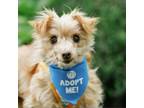 Adopt Mojo a Yorkshire Terrier, Poodle