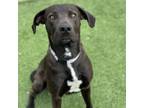 Adopt Calvin a Black Labrador Retriever, Mixed Breed