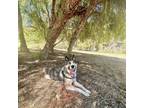 Adopt Fletcher a Siberian Husky, German Shepherd Dog
