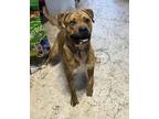 Adopt Rosco a Boxer, Husky