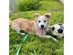 Adopt DEWY a Australian Shepherd