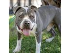 Adopt EDDY a Pit Bull Terrier