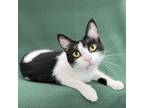 Adopt SQUEAKS (bonded to TODD) a Domestic Short Hair