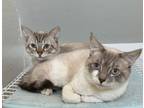 Adopt Sky and Sea a Siamese