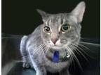 Adopt Lucky a Domestic Short Hair