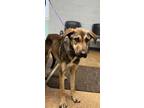 Adopt Timmy a Shepherd, Mixed Breed