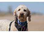 Adopt Blue a Golden Retriever, Standard Poodle