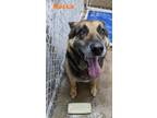 Adopt Rocko a German Shepherd Dog