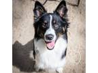 Adopt Bruce a Australian Shepherd