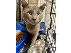 Adopt Franklin a Domestic Short Hair