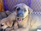 Adopt Flynn a Labrador Retriever, Australian Shepherd