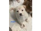 Adopt Jesse a Labrador Retriever, Australian Shepherd