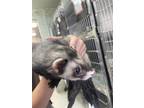 Adopt Randy a Ferret