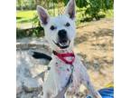 Adopt Elliot a Mixed Breed