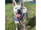 Adopt Elliot a Mixed Breed