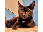 Adopt Mercury a Domestic Short Hair