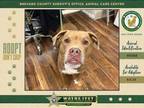 Adopt Hazes a Mixed Breed