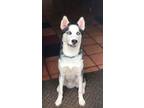 Adopt Z COURTESY POST Honcho a Husky