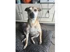 Adopt Z COURTESY LISTING: Rocko a Black Mouth Cur