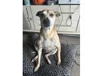 Adopt Z COURTESY POST Rocko a Black Mouth Cur