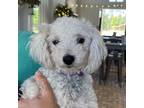 Adopt Cody a Poodle, Mixed Breed