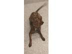Adopt Burna a Pit Bull Terrier, Mixed Breed