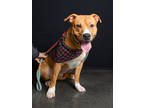 Adopt Jacob a Pit Bull Terrier, Mixed Breed