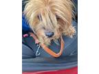 Adopt Palm a Yorkshire Terrier, Mixed Breed