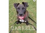 Adopt Darrell a Pit Bull Terrier