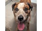 Adopt Fuller a Australian Cattle Dog / Blue Heeler