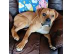 Adopt Artie a Bullmastiff