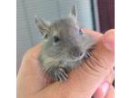Adopt Fire (Bonded to Water and Earth) a Degu