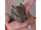 Adopt Earth (Bonded to Water and Fire) a Degu