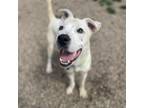 Adopt Ziggy a Terrier, Mixed Breed