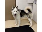Adopt Max a Siberian Husky