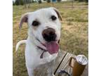 Adopt Zare a Labrador Retriever, Mixed Breed