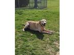 Adopt Brando a Yellow Labrador Retriever