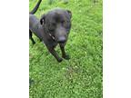 Adopt Geff a Pit Bull Terrier, Labrador Retriever