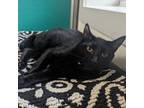 Adopt Rascal a Domestic Short Hair