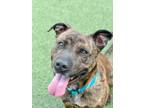 Adopt Rollie a Pit Bull Terrier, Mixed Breed