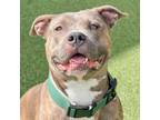 Adopt Brisket a Pit Bull Terrier, Mixed Breed