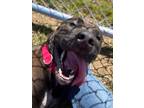 Adopt Monty a Cane Corso