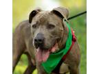 Adopt King a Pit Bull Terrier