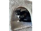 Adopt Apollo a Domestic Short Hair