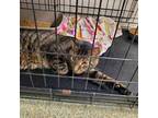 Adopt Walter a Domestic Short Hair