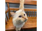 Adopt Luci a Ragdoll