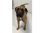 Adopt Mars a Boxer, Pit Bull Terrier