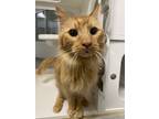 Adopt Zoidberg a Domestic Medium Hair